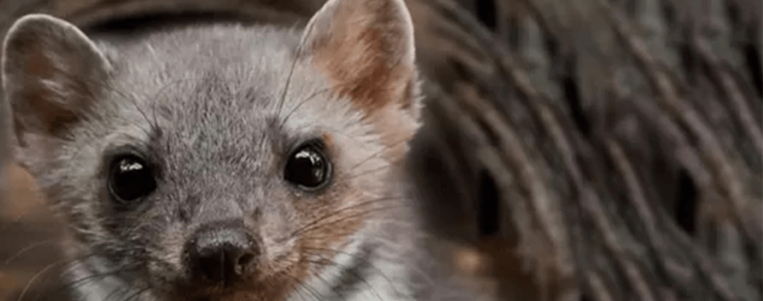 Marderabwehr Hochspannungsgerät 8 Plus-Minus Clip